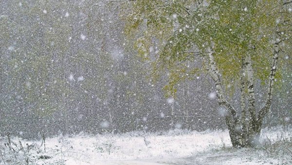 Первый снегопад