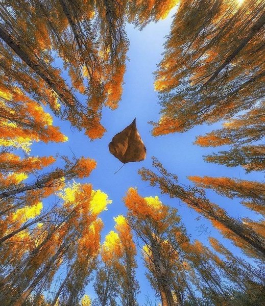 Листья в воздухе