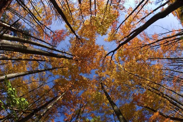 Засыпающие деревья