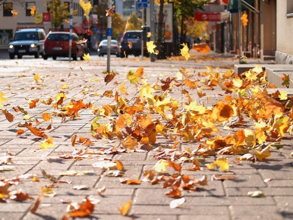 Листья кружатся осенью