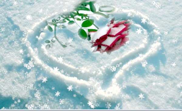 Роза на снегу в сердце