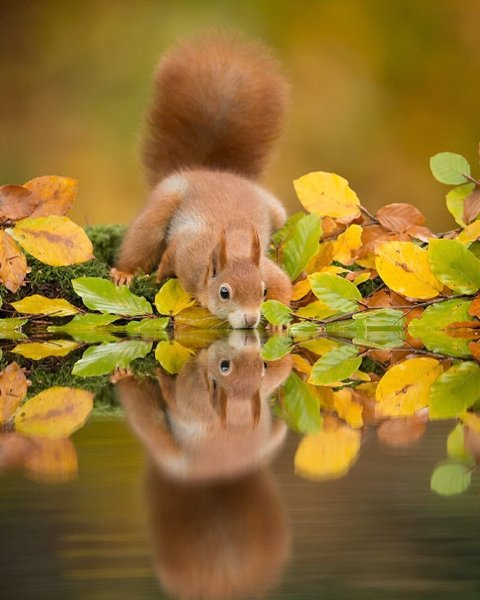 Очаровательные животные