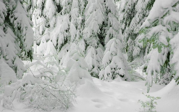 Лес в снегу