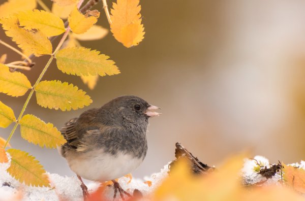 Осень птицы