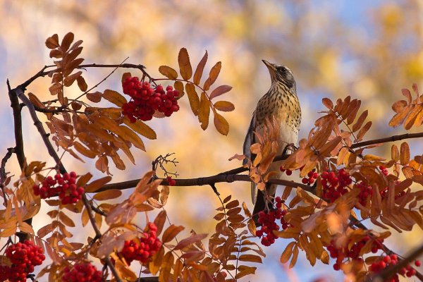 Дрозд рябинник в сентябре