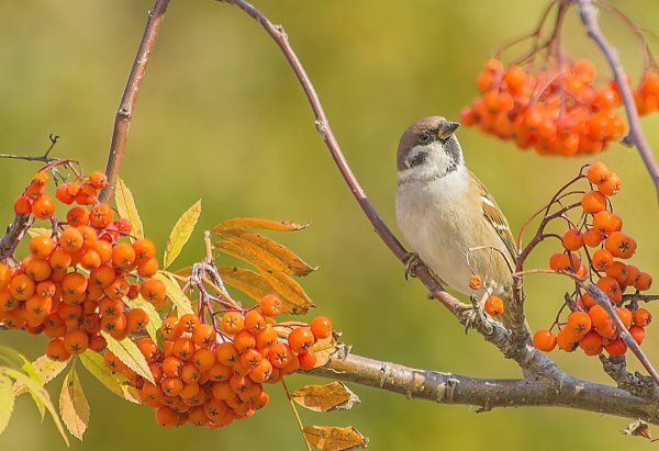 Осенние птицы