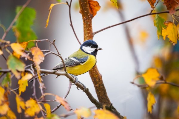 Синицы на ветке