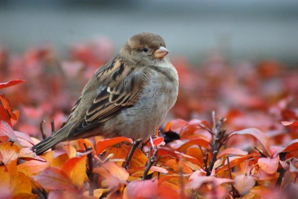 Октябрь птицы