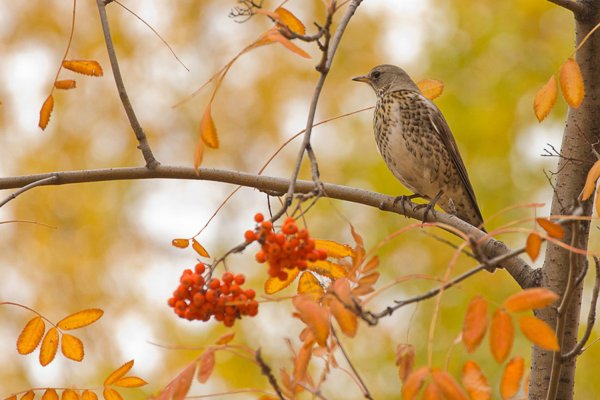 Осенний рябинник