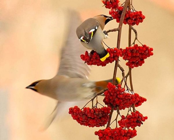 Птицы на рябине осенью