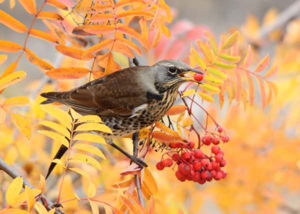 Павел рябинник