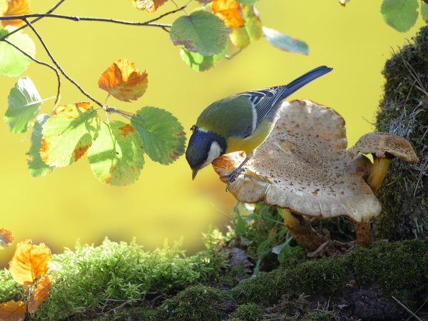 Синичка осенью