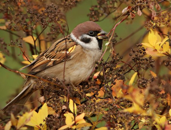 Воробей осенью