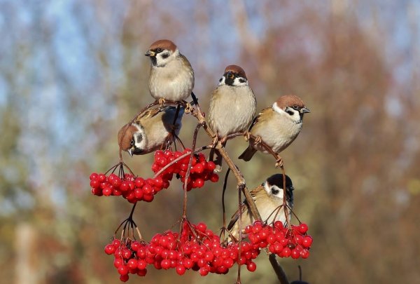 Осенние птицы