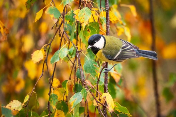 Осенние птицы