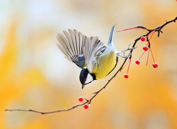 Птицы на осенних ветках