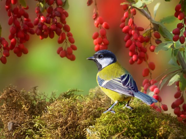 Осенние птицы