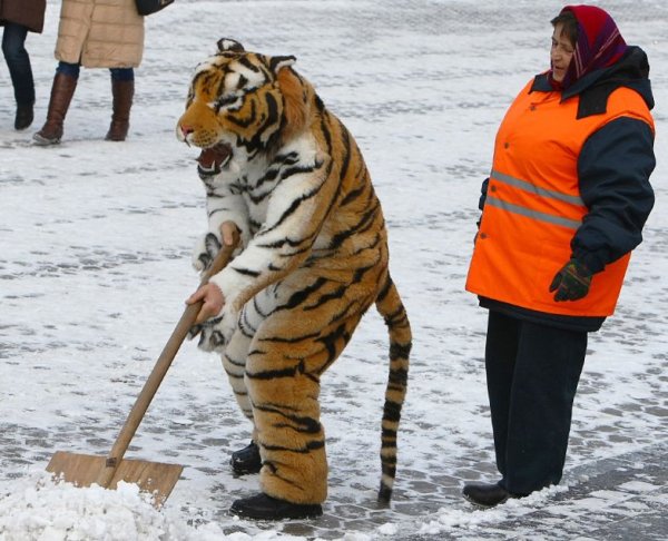Дворник в костюме тигра