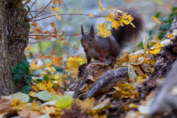 Природа осень животные