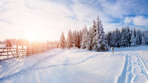 Зимний лес вдалеке