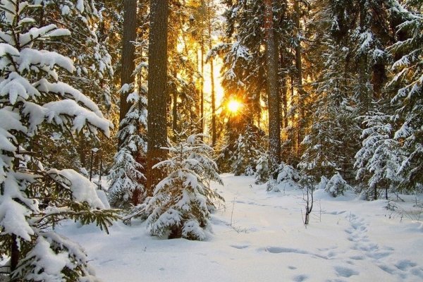 Заснеженный лес