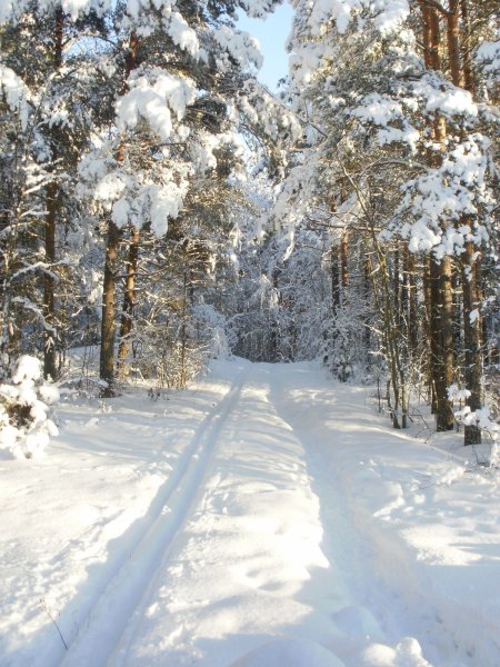 Зимний Лесной пейзаж