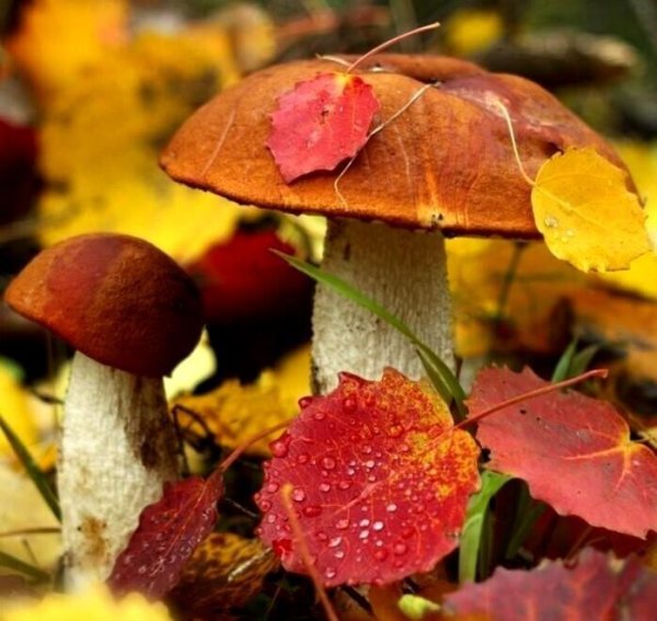 Прелесть осени