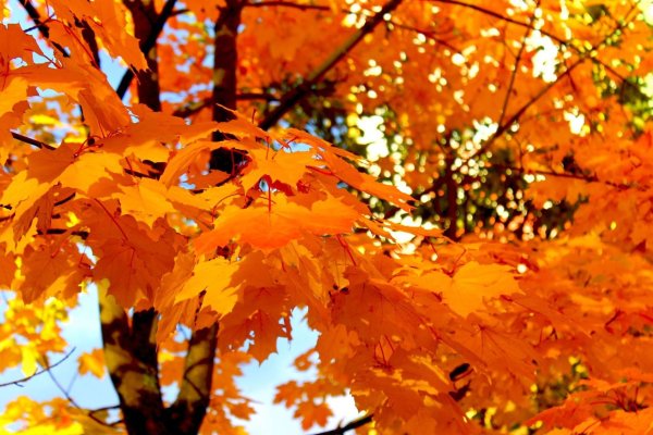 Осенняя пора