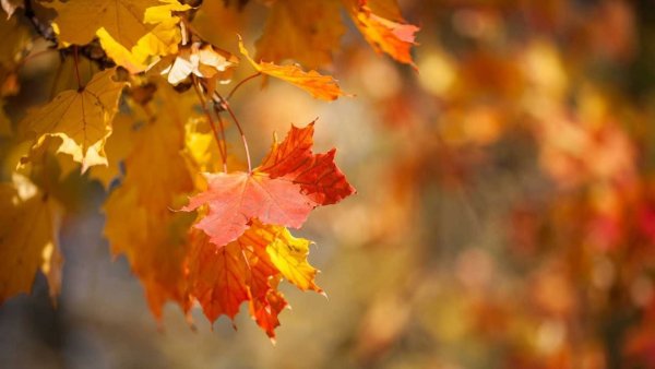 Темное утро сентября небольшой дождь фото