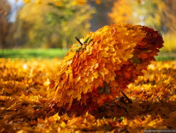 Осень зонтик