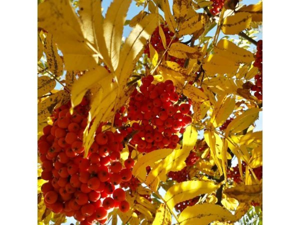 Золотая осень очей очарованье