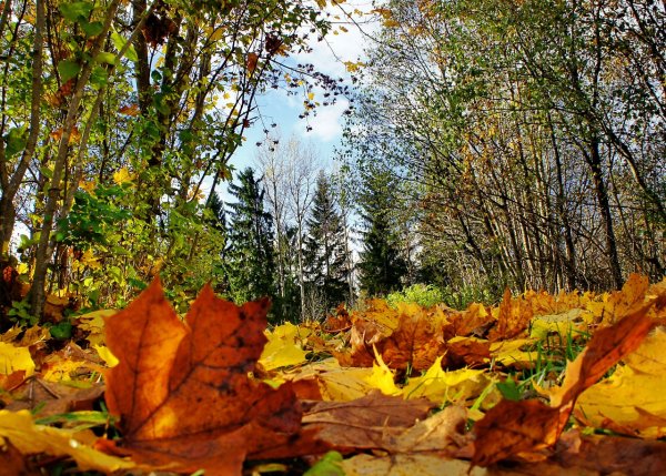 Осень очей очарованье