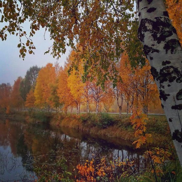 Осень очей очарованье