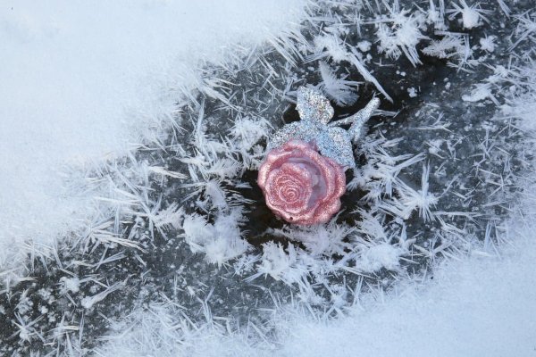 Роза на снегу арт