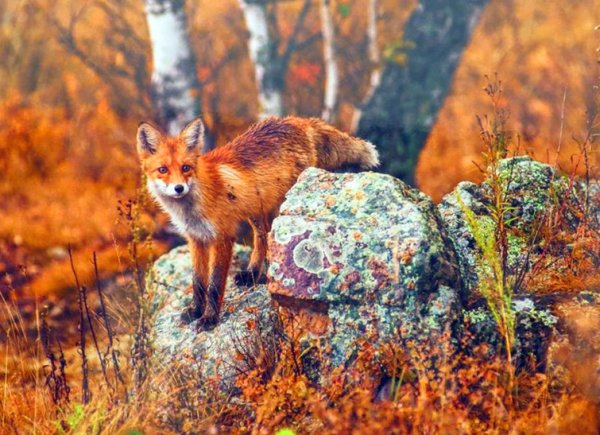 Рыжий Лис