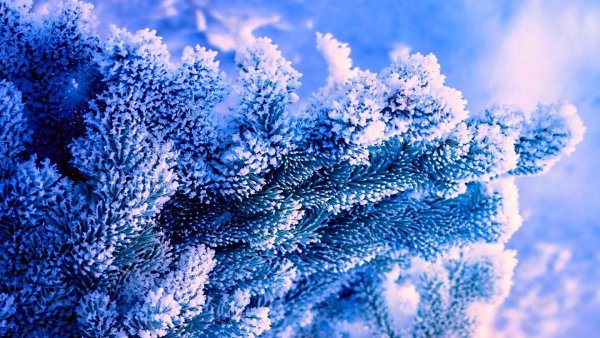 Голубая ель иней