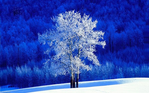 Деревья в снегу