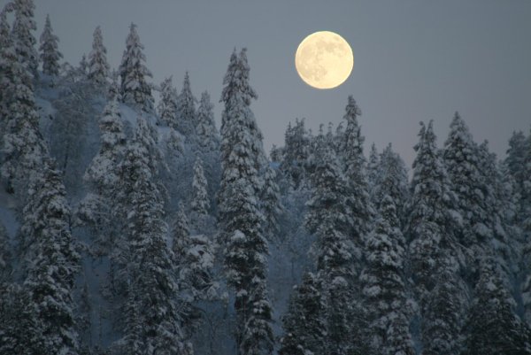 Луна над лесом зимой