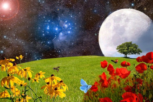 Луна и цветы