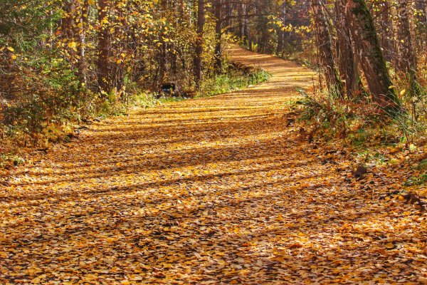 Тропинка в осеннем лесу