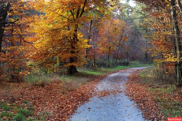 Тропинка осенью