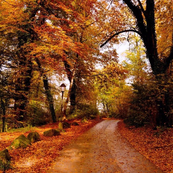 Осенние дорожки