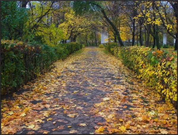 Осенние дорожки