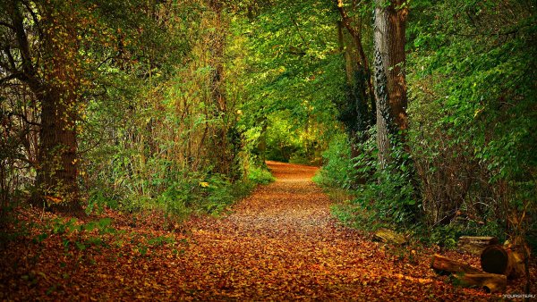 Дикийая Лесная тропа