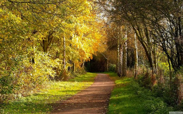 Тропинка в лесу осенью