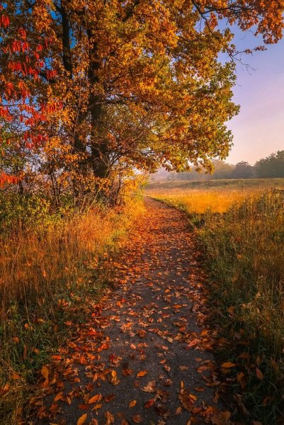 Осенние дорожки