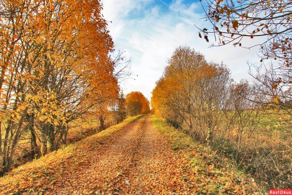 Осень тропинка