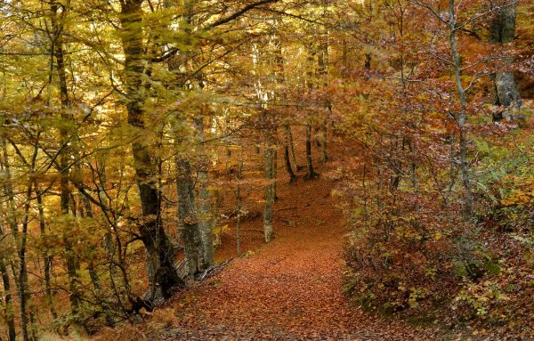 Лес Туапсе осенью