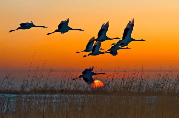 Перелетные птицы летят Журавли