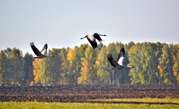 Журавлиный Клин осенью
